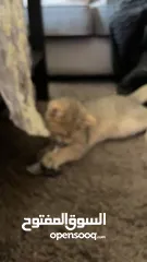  3 قط سكوتش فولد ستريت قولد مع كامل اغراضه