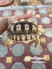  1 Sulcata tortoise