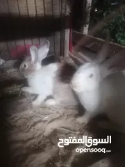  5 ارانب للبيع