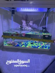  4 حوض سمك زينة