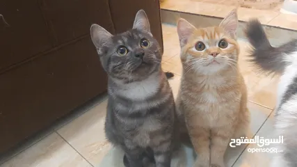  3 قطط للتبني cats for adoption