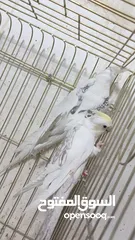  9 مزرعه طيور مميزة