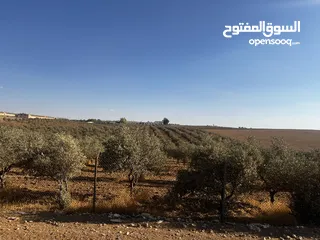  2 10 دونم و200 متر مزروعه بالزيتون المثمر في صوفًا قرب الجامعة الأمريكية