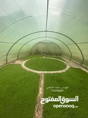 10 علف الازولا يزرع مره وينتج يوميا مدى الحياه للدجاج والمواشي وجميع الحويانات