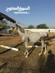  4 Beautiful Gray Stallion with passport