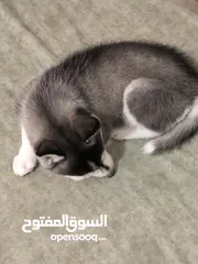  2 Female husky