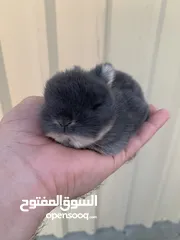  1 أرنب انقلش انقورا والقزم وهولاند لوب و هوتوت - English Angora ,Dwarf,Holland lop & Hotot