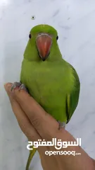  2 green parrot hand tamed