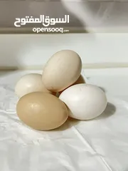  1 بيض عماني محلي للاكل