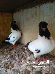  11 جواز للبيع