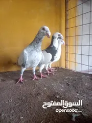  1 طواير وهرمرات ومراسلي