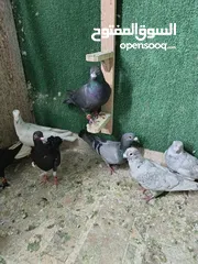  15 حمام مشكل بسعر حرق