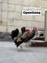  15 دجاج وديوك للبيع