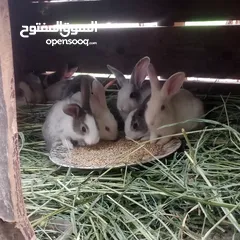  1 ارانب بلدي للبيع اقرا الوصف
