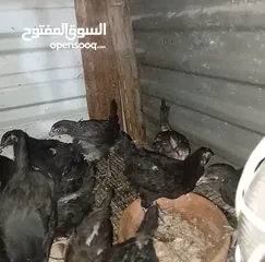 1 صوص اسباني العمر فوق الشهرين ونص