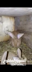  5 ارنب اللبيع
