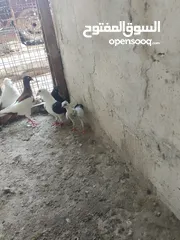  18 متاح جوز ماشاءالله موجودات طبربور