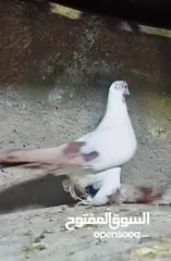  7 بسم الله الرحمن الرحيم   متاح بالصلاة على النبي   مسود قراقطه شامي   مطوق احمر   مطوق اسود   عنابي ا