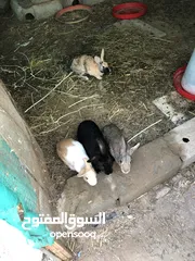  4 ارانب عمانية منتجه للبيع