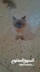  4 قطه سيامي شوكليت للبيع مع أغراضها