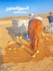  3 خيل  لبيع العمر سنتين فرس انثى