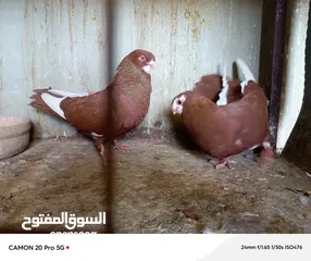 6 للبيع جواز منتجة