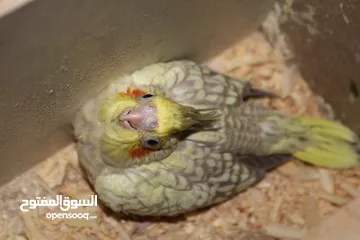  4 فرخ كوكتيل ايزابيل للزق اليدوي