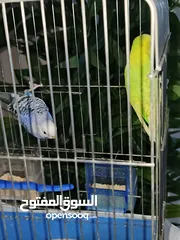 11 طائران من طيور الحب ( البادجي ) عرض جديد