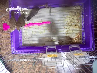  3 جوزين بومه فنش صحة ونضافة البيع فقط الستفسار