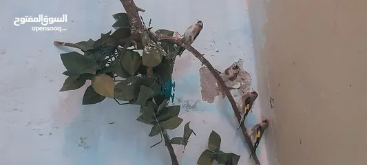  1 حساسين بسعر حرق الرقم بلوصف