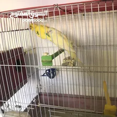  5 جواز كوكتيل جواز حب مكفول