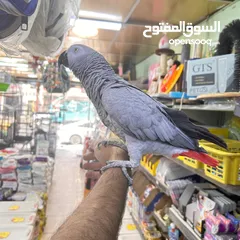  1 بفضل الله متاح ببغاء كاسكو متكلم اليف مع الصغير قبل الكبير