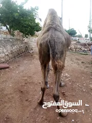  2 جمل ضحيه للبيع  ما شاء الله