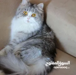  3 Shirazi Cat for adoption