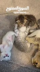 18 Kittens (Adorable)