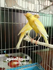  5 جوز كنار بناديق  شغال مع فرخهن