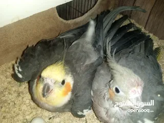  4 عصافير توكتيل جوز عصافير حب مخاليف