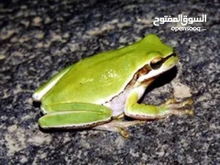  24 مطلوب زواحف و حشرات و حيوانات برمائية لتصوير افلام وثائقية