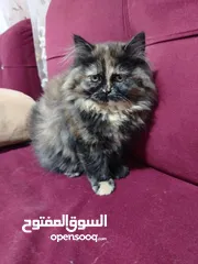  1 قطط هملايا للبيع