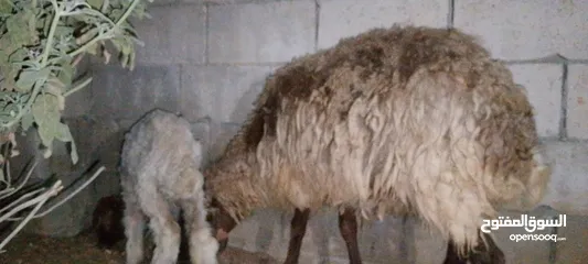 1 نعجه بصلاة عل نبي معها عبور