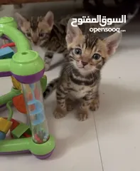  2 Pure  bengal kittens