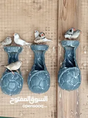  13 جنه انواع الزرقاء الهاشميه