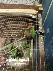  1 جوز روز تحتو بيض