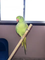  5 1 years parrot