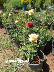  24 ركن المنزل لخدمات الزراعة العامة وتنسيق الحدائق وصيانتها مع خدمة التوصيل لكافة محافظات المملكة