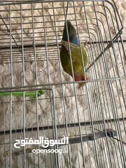  8 إقرأ الوصف