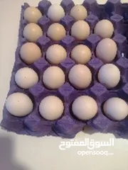  1 طبقه بيض دجاج عرب