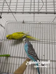  1 بادجي شغال للبيع  شوف الوصف