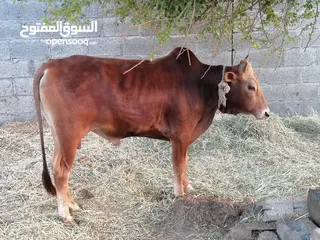  3 ثور عماني سمين