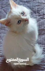  3 متوفر  قطط شيرازي  وراغدول  العمر شهرين  باسعار مناسبة  فقط 300  العنوان نابلس